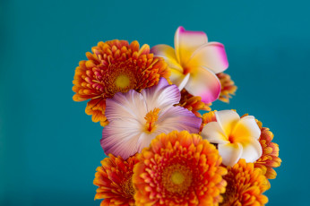 Картинка цветы разные+вместе герберы букет фон плюмерия гибискус