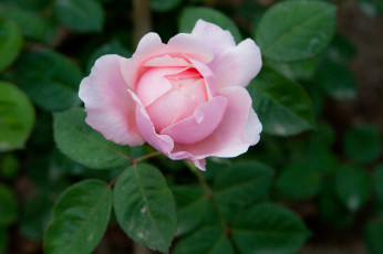 Картинка цветы розы бутон лепестки