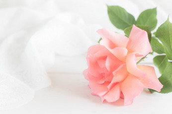 Картинка цветы розы роза