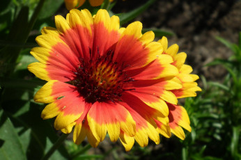 Картинка цветы рудбекия яркий макро