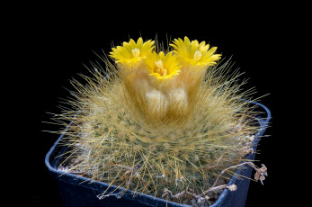 Картинка цветы кактусы цветок