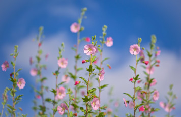 обоя цветы, лаватера
