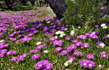 Картинка цветы аизовые сиреневый