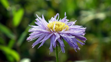 Картинка цветы астры капли