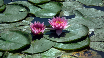 Картинка цветы лилии+водяные +нимфеи +кувшинки листья лилии водоем