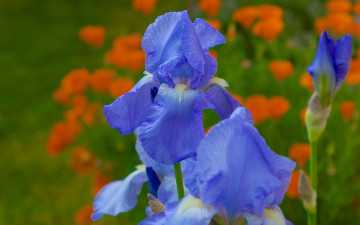 Картинка цветы ирисы