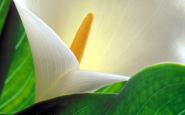 Картинка цветы каллы макро листья бутон белый