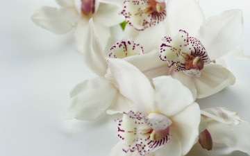 Картинка цветы орхидеи экзотика