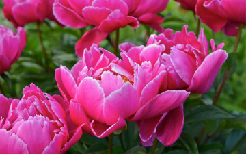 Картинка цветы пионы