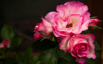 Картинка цветы розы