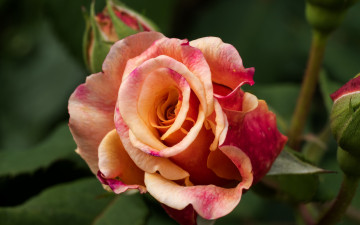 Картинка цветы розы макро бутоны роза