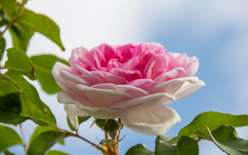 Картинка цветы розы роза