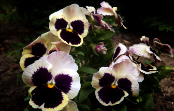 Картинка цветы анютины+глазки+ садовые+фиалки разноцветные