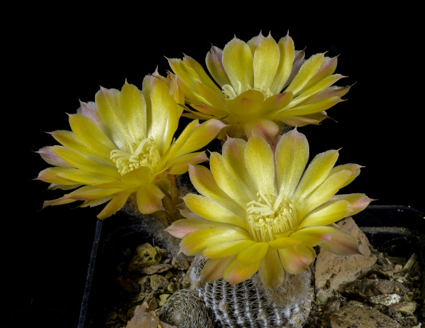 Обои картинки фото цветы, кактусы, цветок