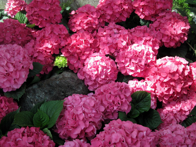 Обои картинки фото цветы, гортензия, розовый