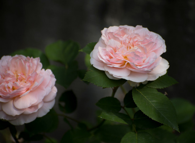 Обои картинки фото цветы, розы