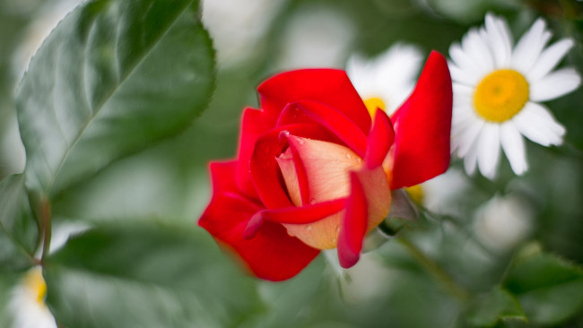 Обои картинки фото цветы, розы, роза