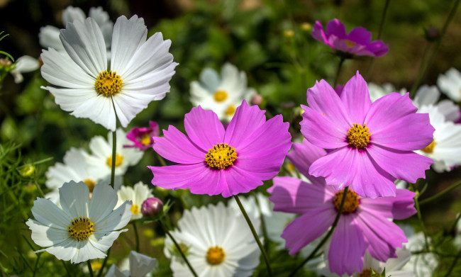 Обои картинки фото цветы, космея, розовый, белый