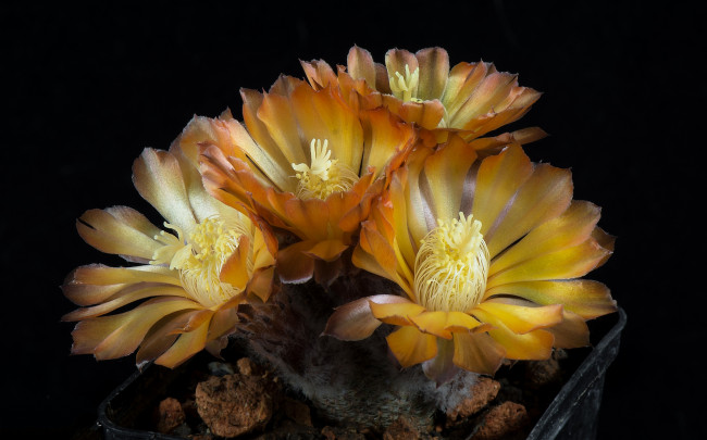 Обои картинки фото цветы, кактусы, цветок