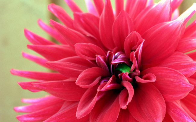 Обои картинки фото цветы, георгины, георгин, розовый, цветок, макро