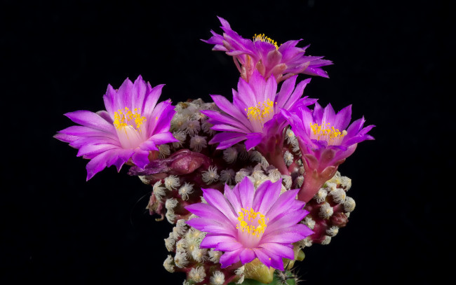 Обои картинки фото цветы, кактусы, цветок