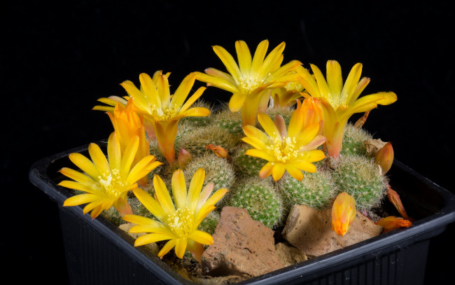 Обои картинки фото цветы, кактусы, цветок