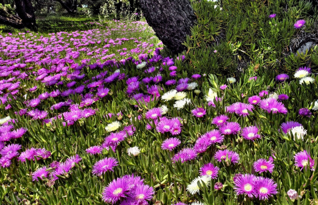 Обои картинки фото цветы, аизовые, сиреневый