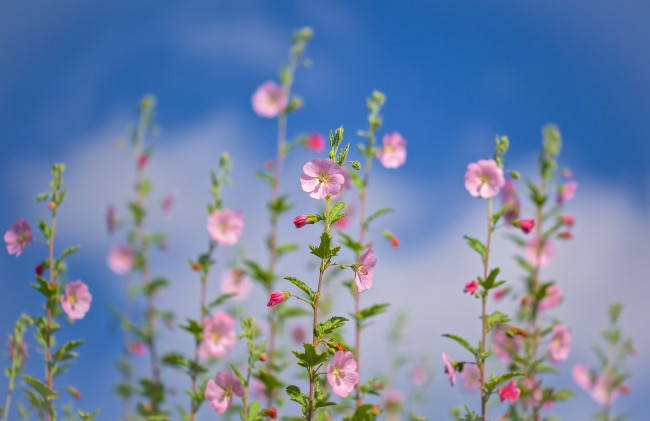 Обои картинки фото цветы, лаватера