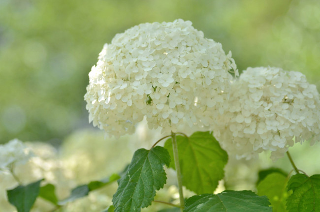 Обои картинки фото цветы, калина , бульдонеж