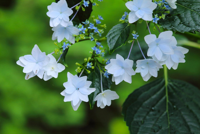 Обои картинки фото цветы, гортензия