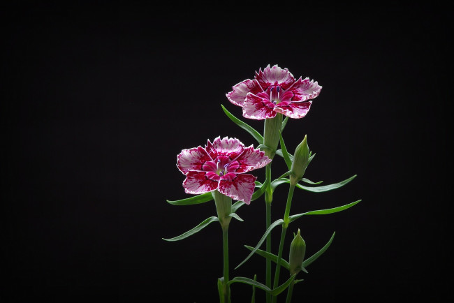 Обои картинки фото цветы, гвоздики, фон, лепестки