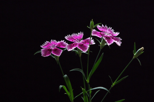 Обои картинки фото цветы, гвоздики, лепестки, фон