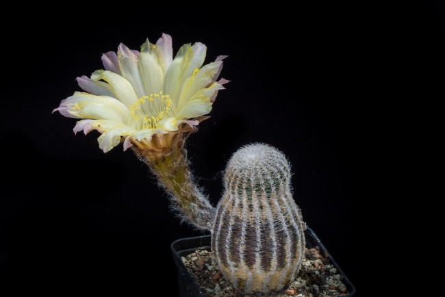 Обои картинки фото цветы, кактусы, цветок