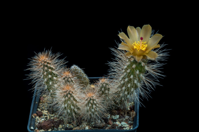 Обои картинки фото цветы, кактусы, цветок