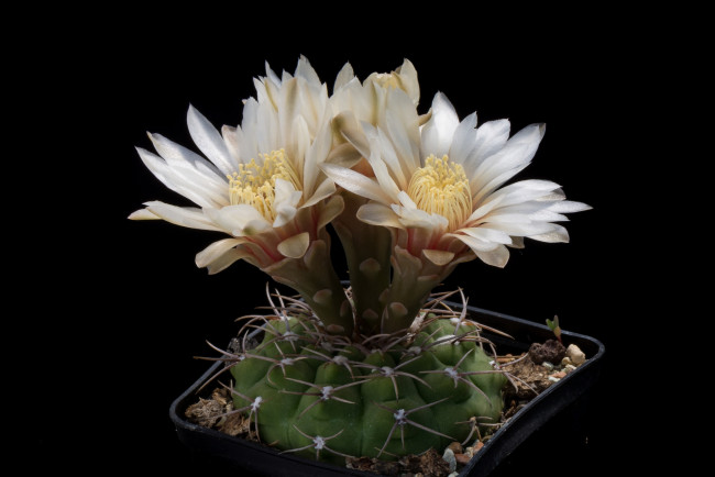 Обои картинки фото цветы, кактусы, цветок