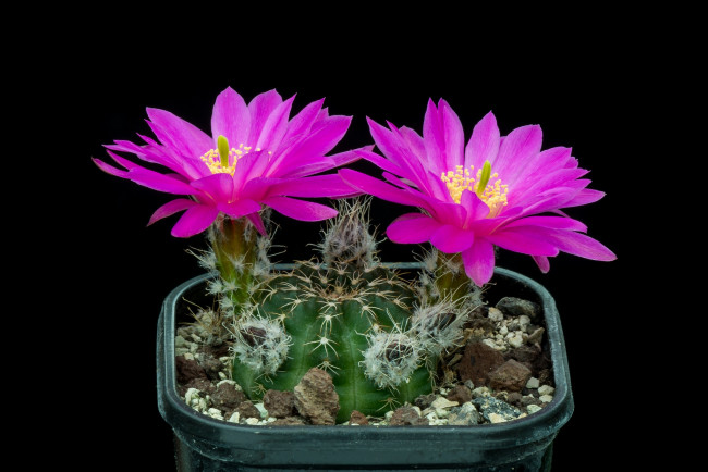 Обои картинки фото цветы, кактусы, цветок