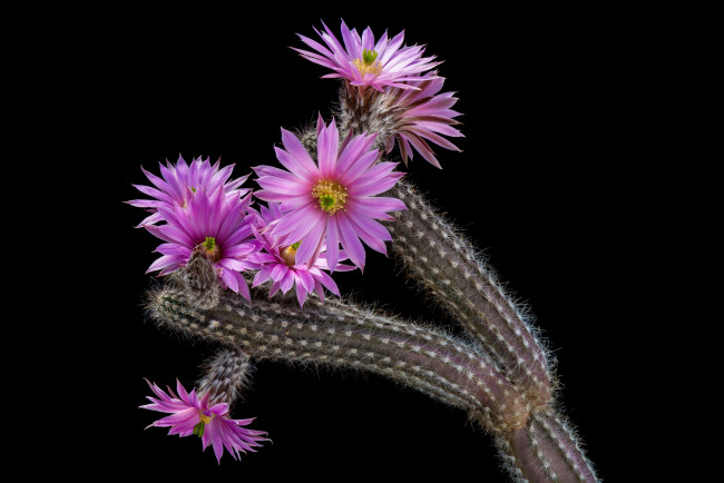 Обои картинки фото цветы, кактусы, цветок