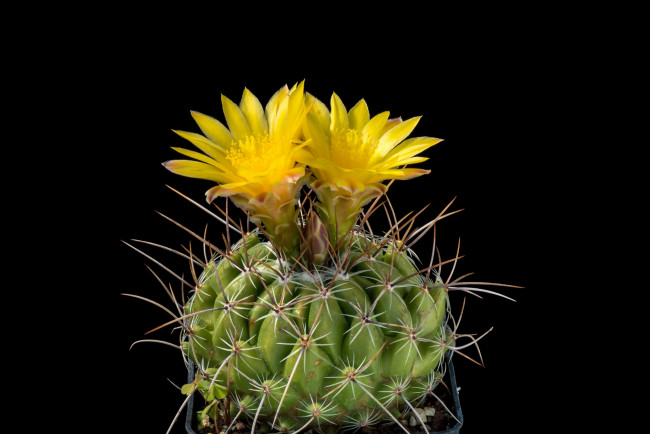 Обои картинки фото цветы, кактусы, цветок