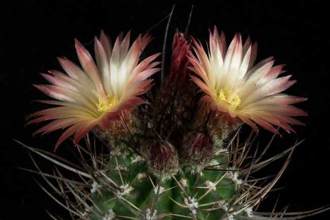 Обои картинки фото цветы, кактусы, цветок