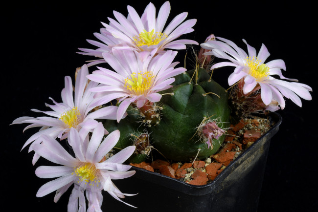 Обои картинки фото цветы, кактусы, цветок