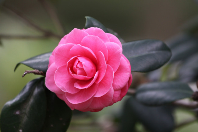 Обои картинки фото цветы, камелии, розовый