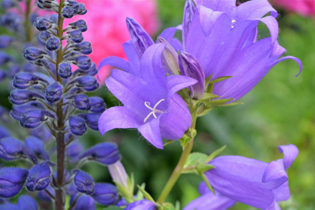 Обои картинки фото цветы, колокольчики