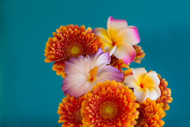 Обои картинки фото цветы, разные вместе, герберы, букет, фон, плюмерия, гибискус