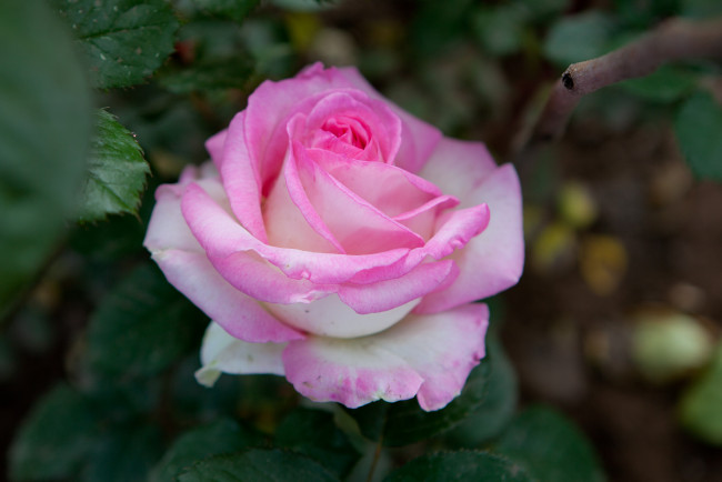 Обои картинки фото цветы, розы, лепестки, бутон