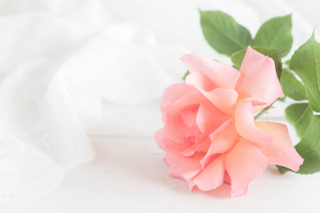 Обои картинки фото цветы, розы, роза