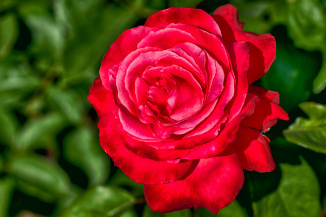 Обои картинки фото цветы, розы, роза