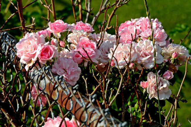 Обои картинки фото цветы, розы, розовый, куст