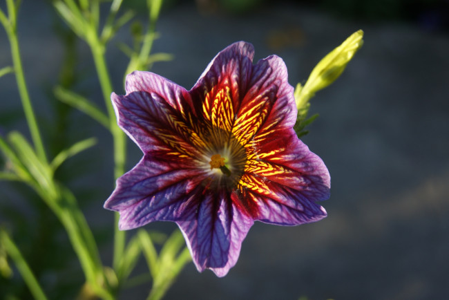 Обои картинки фото цветы, серый, фон, цветок