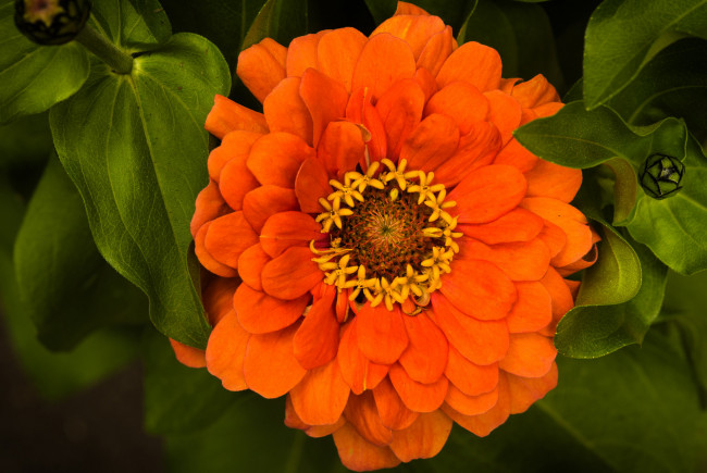 Обои картинки фото цветы, цинния