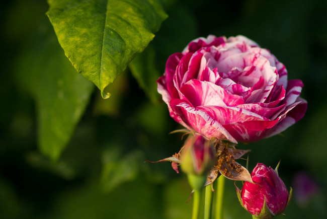 Обои картинки фото цветы, розы, бутоны, роза, макро, лист